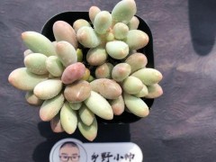 “分享超萌多肉，皮實好養，超高的顏值”